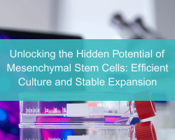 Unlocking the Hidden Potential of Mesenchymal Stem Cells: Efficient Culture and Stable Expansion - cover